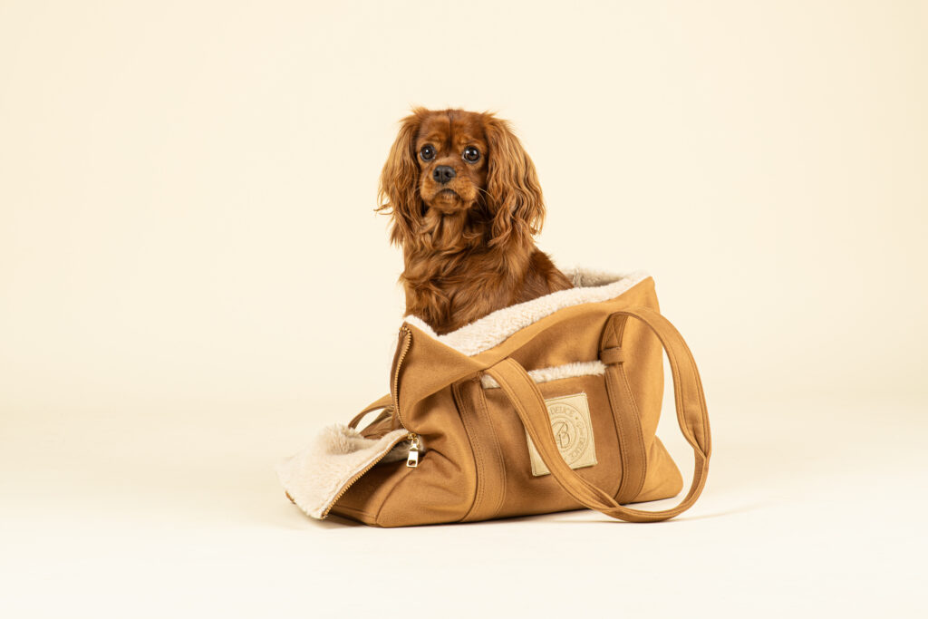 Professional Studio Pet Photography for Your Brand