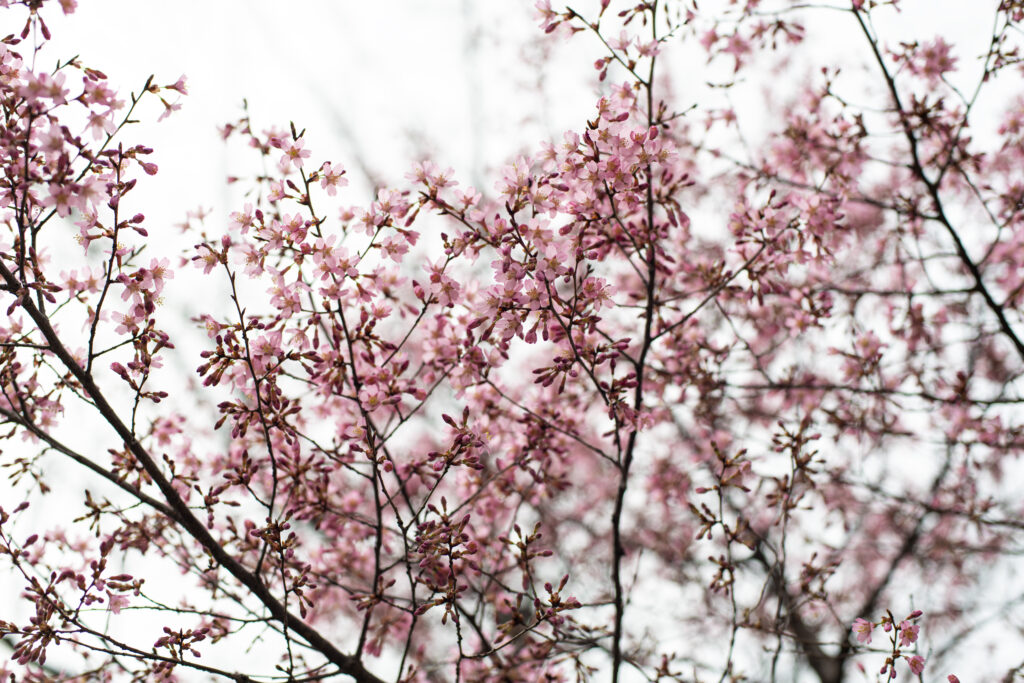 Blooming Season in New York: The Best Time for a Photoshoot